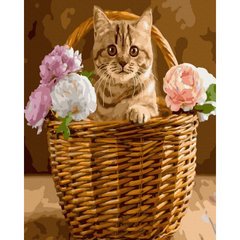 Картина по номерам "Котик в корзине" купить в Украине