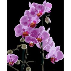 Картина за номерами на чорному фоні "Вишукана орхідея" 40х50 см купити в Україні