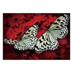 Алмазна мозаїка JS 20466 (50) "TK Group", "Метелики", 30х20 в коробці купити в Україні