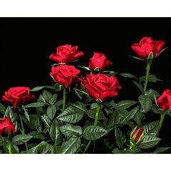 Картина за номерами на чорному фоні "Яскраві червоні троянди" 40х50 купити в Україні
