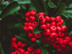 Набір для розпису Червоні ягоди 40*50 см купить в Украине