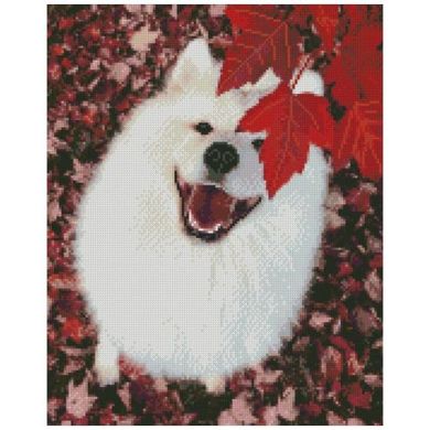 Алмазна мозаїка "Білий пес" 40х50 см купити в Україні