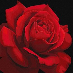 Картина по номерам "Красная роза" ★★★ купить в Украине