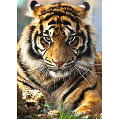 Алмазная мозаика, без подрамника "Суматранский тигр" 30х40 см купить в Украине