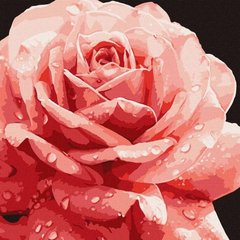 Картина за номерами "Досконала троянда" купити в Україні